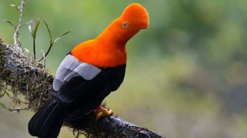 Gallito de las rocas – Uccello rappresentativo del Perù Il più bello e tenero dell’intero pianeta