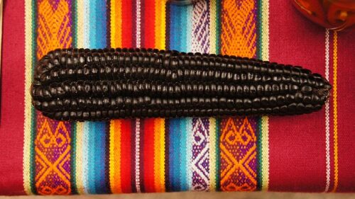 L’alimentazione nel tempo degli Incas: Il Mais Viola della zona andina peruviana alleato della salute