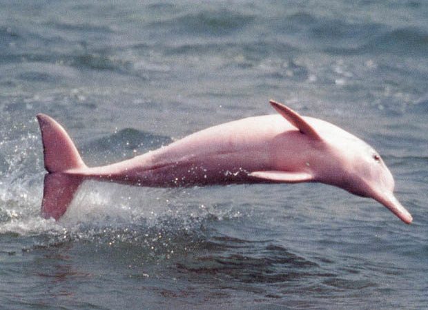 Il Delfino Rosa, specie protetta. L’Amazzonia tra leggende, misteri; luogo fantastico