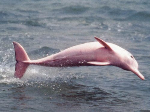 Il Delfino Rosa, specie protetta. L’Amazzonia tra leggende, misteri; luogo fantastico