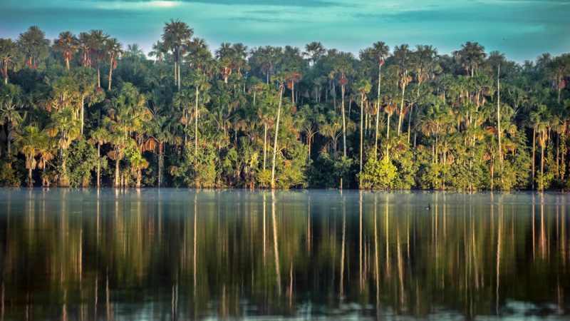 Riserva Naturale, gremita di flora – fauna autoctona. Tambopata – Perù. “Lago Sandoval – Gli Ara”