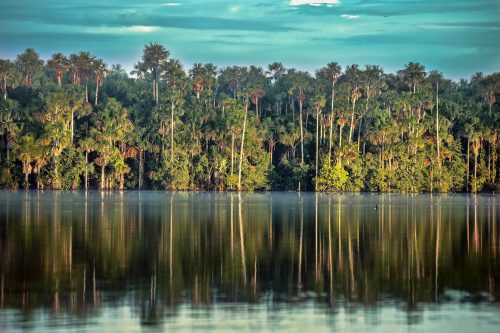 Riserva Naturale, gremita di flora – fauna autoctona. Tambopata – Perù. “Lago Sandoval – Gli Ara”