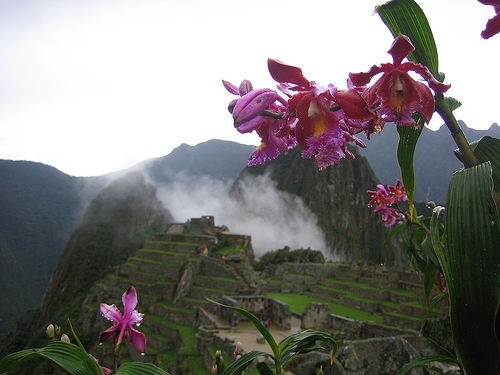 La terra delle orchidee, nell’impermeabile Amazzonia peruviana, presso Machu Pichu. Patrimoni custoditi